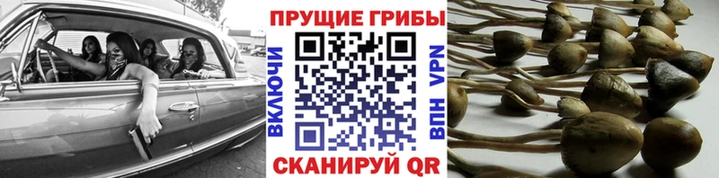 ОМГ ОМГ как войти  Люберцы  Псилоцибиновые грибы мицелий 